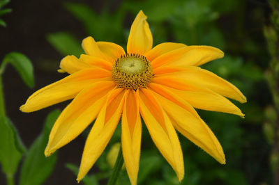 Close-up of yellow flower blooming outdoors