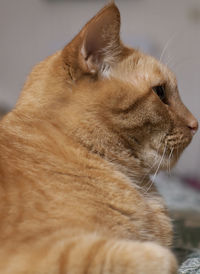 Yellow tabby cat resting comfortably on a bare mattress