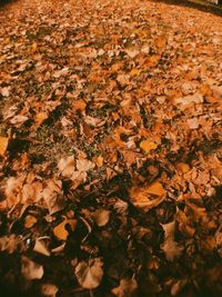 Close-up of autumn leaves on field