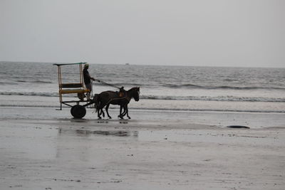 Man riding horse cart at beach against sky