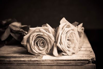 Close-up of rose on table