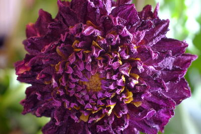 Close-up of purple flowering plant