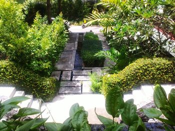 Plants and trees in park