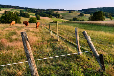 Horses in a field