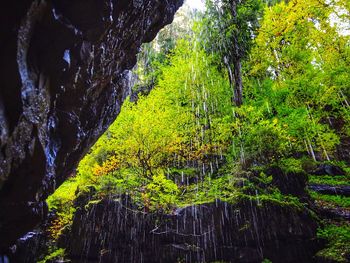 Scenic view of river amidst trees in forest