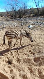 Zebras on sand at beach against clear sky