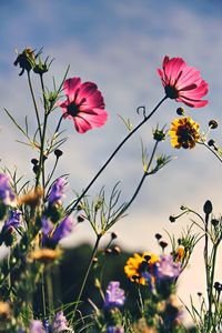 Close-up of pink cosmos flowers against sky