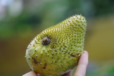 Close-up of hand holding fruit