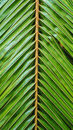 Full frame shot of palm leaves