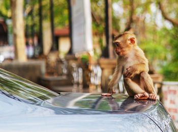 Monkey sitting on car outdoors