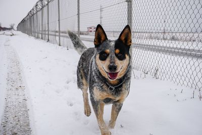 Dog in snow on field during winter