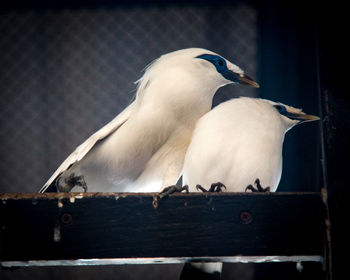 Close-up of seagulls perching on railing