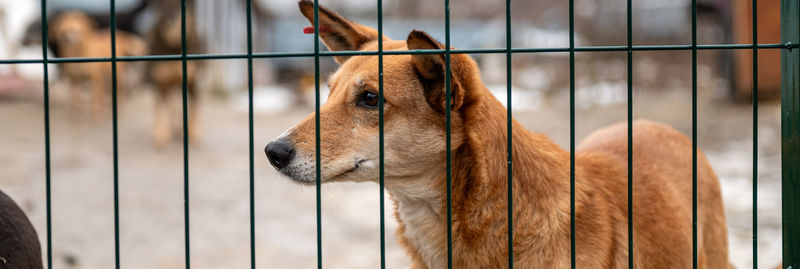 pet