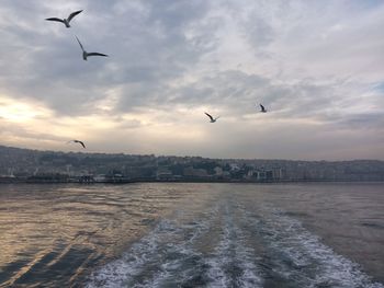 Seagulls flying over sea against sky