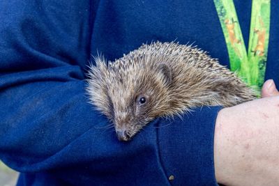 domesticated hedgehog