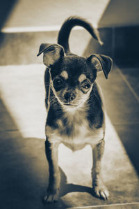 Portrait of dog standing at home