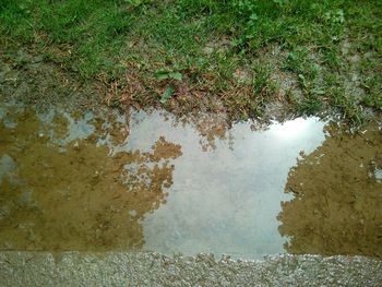 Reflection of trees in puddle