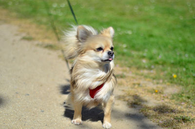 Portrait of dog on the road