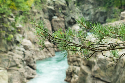 Close-up of plant growing in forest