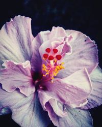 Close-up of flower blooming outdoors