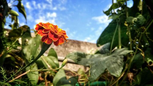 Close-up of flowers blooming outdoors