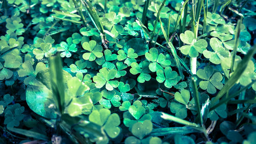 Full frame shot of green leaves