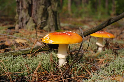 Close-up of mushroom growing on field