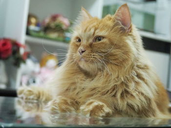 Close-up of cat looking away