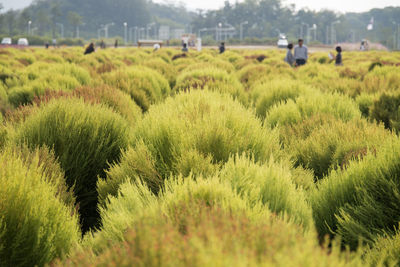 Crops growing on field against sky