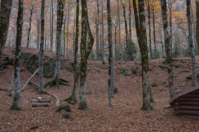 Trees in forest during autumn