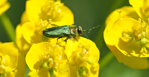 Close-up of bee pollinating on flower