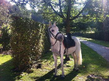 Horse standing on field against trees