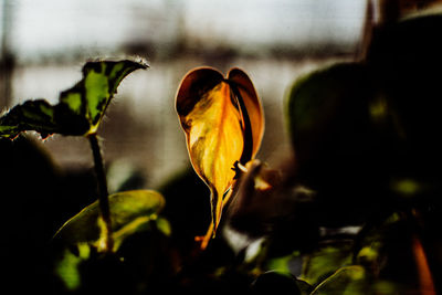 Close-up of wilted flower