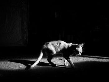 Cat standing in dark room