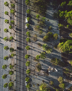 Full frame shot of ivy growing on building