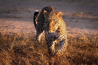 Full length of leopard walking on land