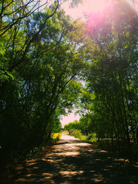 Road amidst trees in forest against sky