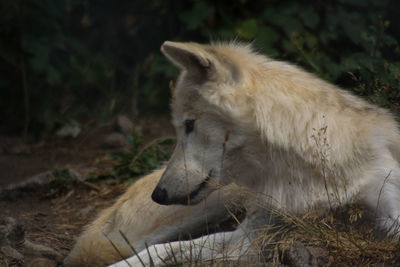 Close-up of a cat lying on land