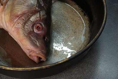 High angle view of fish in container