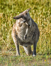 Lion standing on field