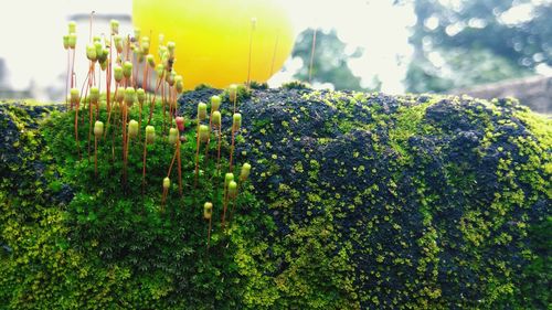 Close-up of plants growing in field