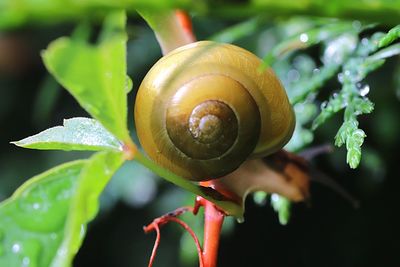 Close-up of snail on plant