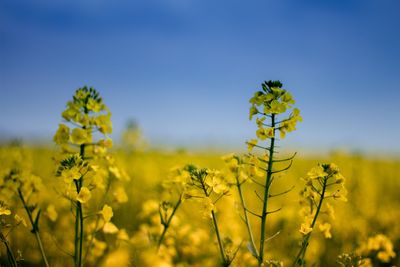 Yellow flowering plants on field against sky