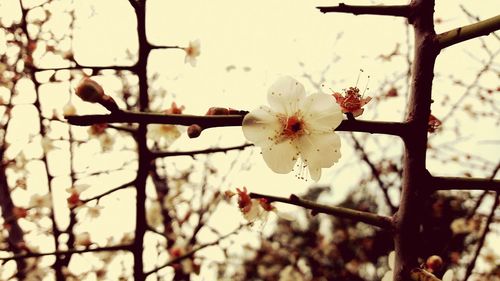 Close-up of flower on tree