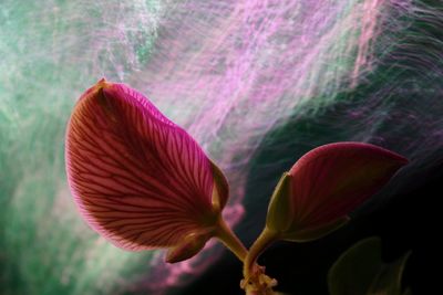 Close-up of pink flowering plant