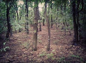 Trees in forest