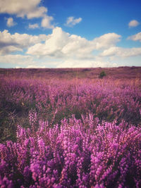 Purple flowering plants on field against sky