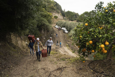 Men carrying crates at orange orchard