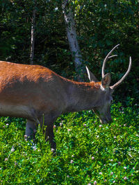 Deer in a field