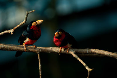 Close-up of birds perching on branch